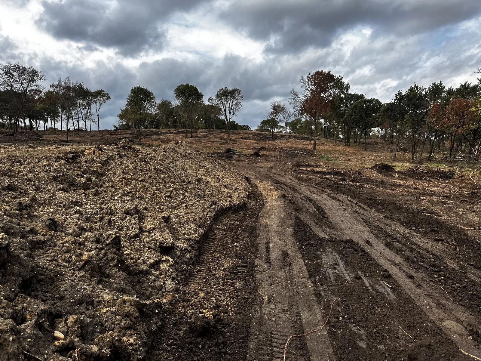 Spoil pile and a cut lane with machine tracks across a freshly cleared tract