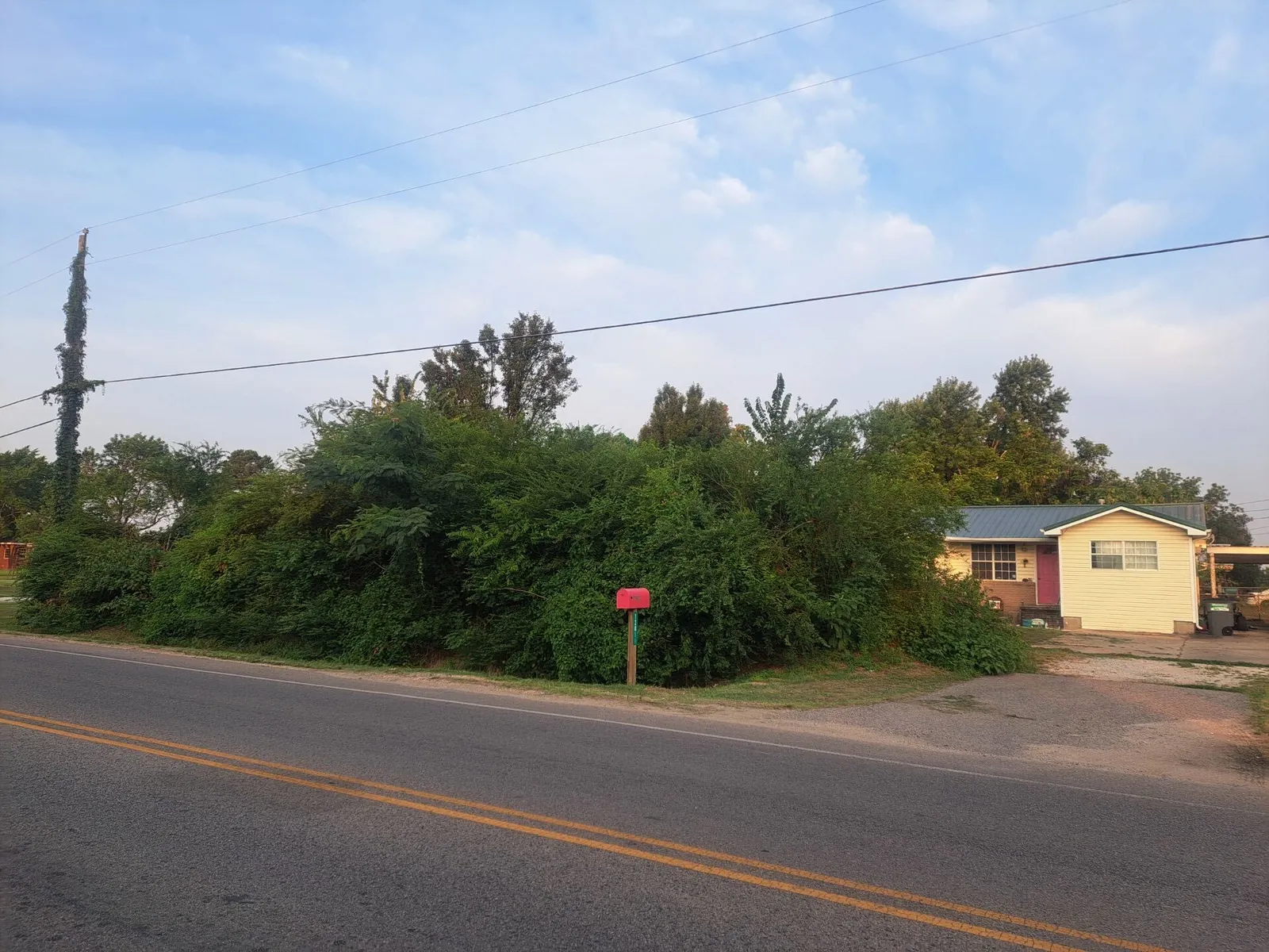 Overgrown lot swallowed in brush before clearing