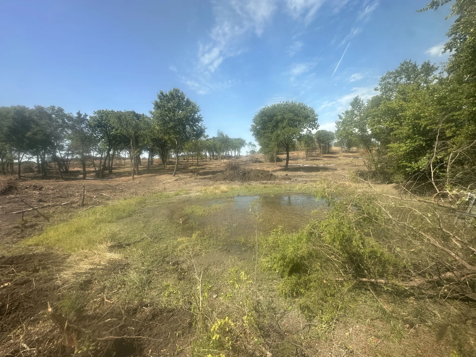 An old pond before the cleanout, overgrown banks and low water
