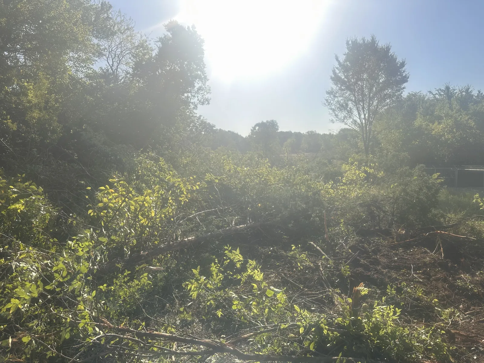 Cedar Removal in Ada, OK